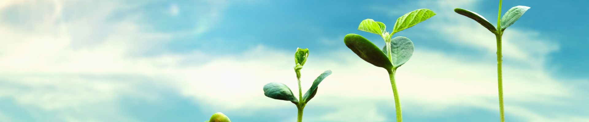 soybean growth in farm with blue sky background. agriculture plant seeding growing step concept